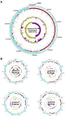 In silico genomic analysis of the potential probiotic Lactiplantibacillus pentosus CF2-10N reveals promising beneficial effects with health promoting properties